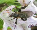 Empis (Empis) pennipes